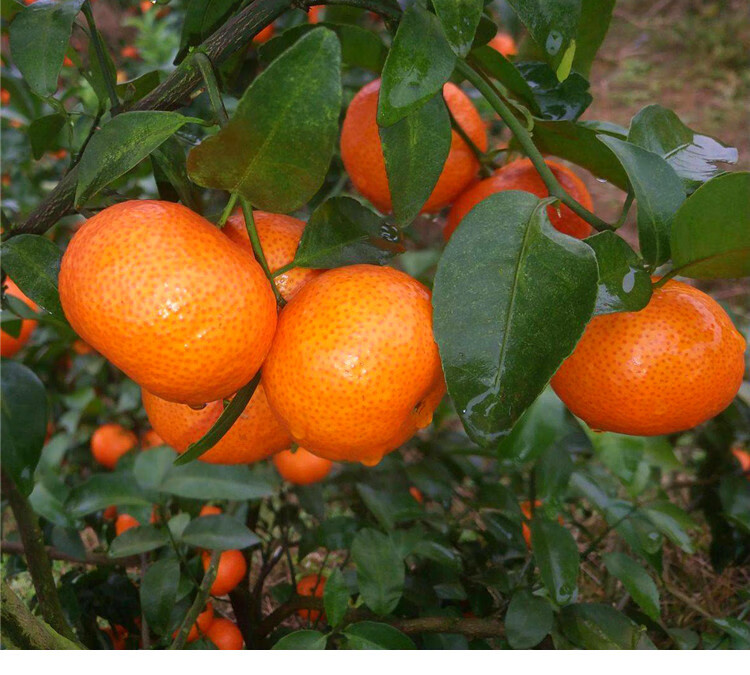 顺丰ems广东四会沙糖桔应季新鲜水果无核薄皮小砂糖橘子5斤蜜桔现摘