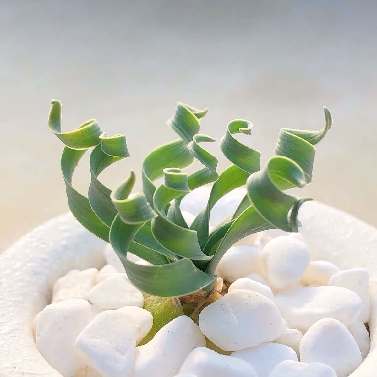 多肉弹簧草宽叶弹簧草宽弹对版属多肉植物块根球根品种 宽叶弹簧草2