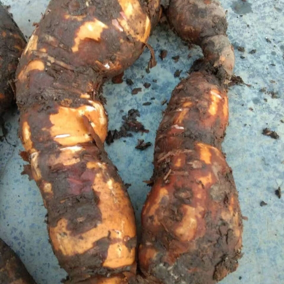 隔山消隔山撬野生新鲜现挖现发500g克白何首乌中药材整个有何首乌干