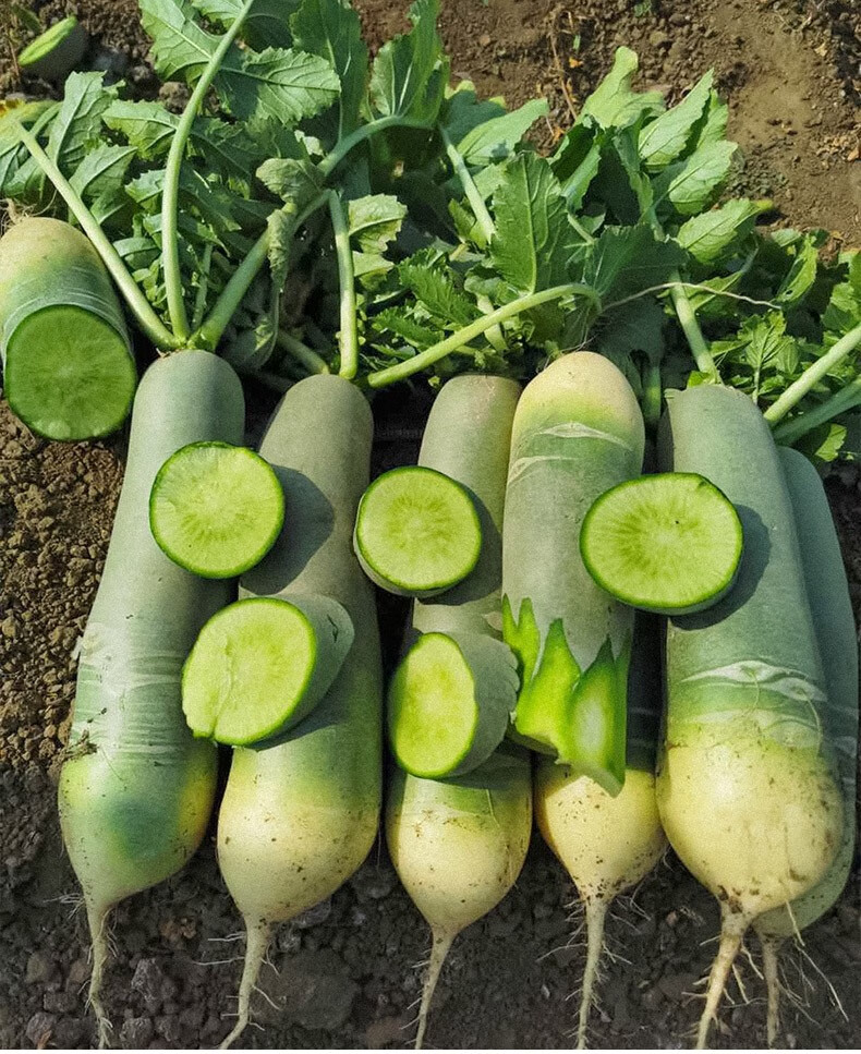 神禾正宗天津沙窝萝卜种子水果青罗卜种籽正宗潍坊潍县萝卜种子20g