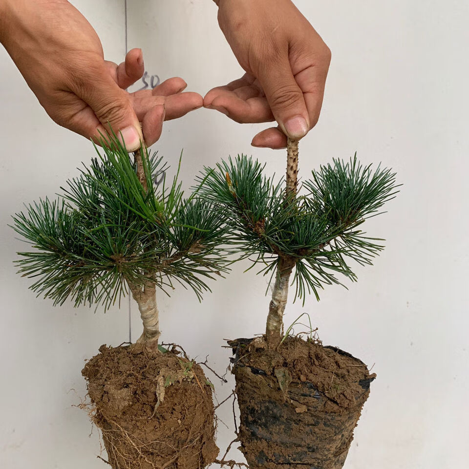 hqc日本短针五针松苗精品黑松嫁接五针松素材盆景盆栽树桩苗 五针松6