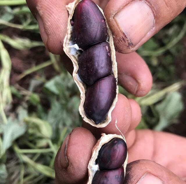 逐南味高原黑花生350gx2袋4袋营养黑珍珠新鲜花生云南特产即食700g