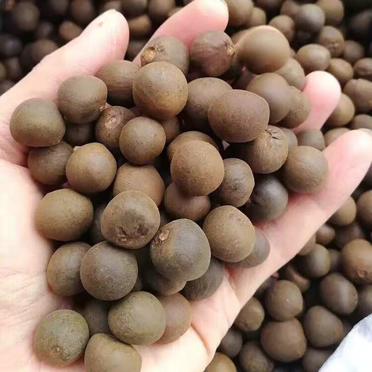 谏仰茶叶种籽绿茶正山小种种类正宗早春龙井碧罗春白茶红茶籽茶树种子