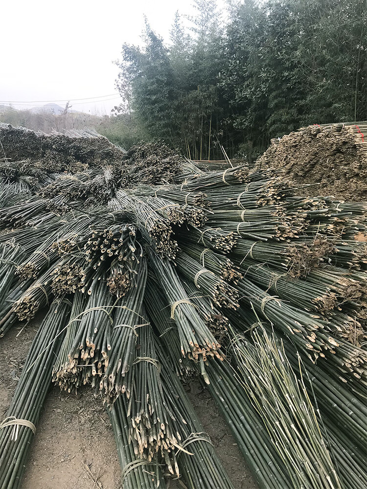 珊野小竹杆架種菜園搭架豆角黃瓜架竹籬笆柵欄彩旗杆粗楠防腐竹竿裝飾