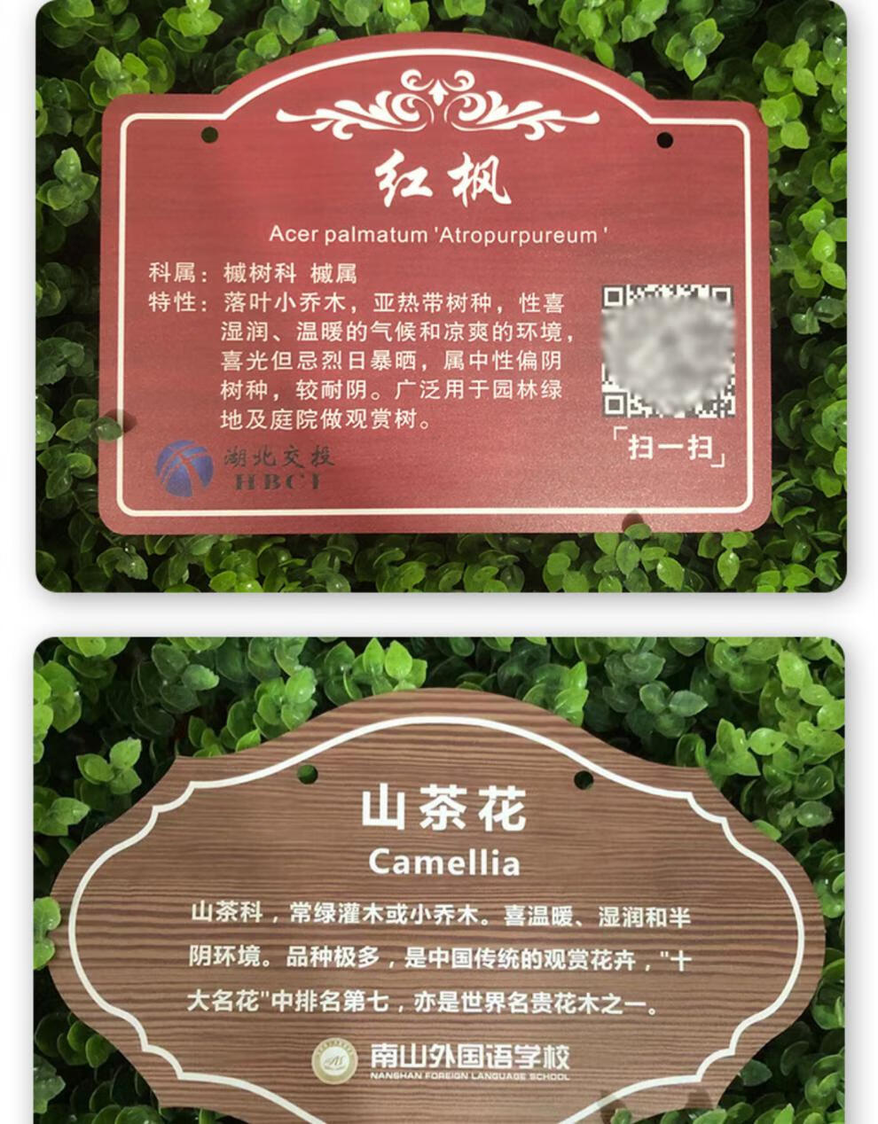 金属树牌树户外植物挂牌花草牌树木身份牌绿化牌不锈钢介绍牌 玫瑰金