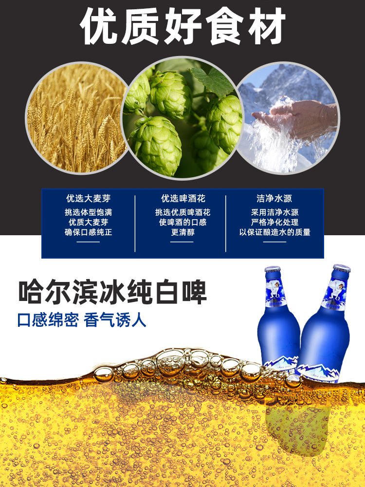 5折 哈尔滨白啤 冰纯白啤酒500ml*12瓶装整箱哈啤小麦一箱 新包装500