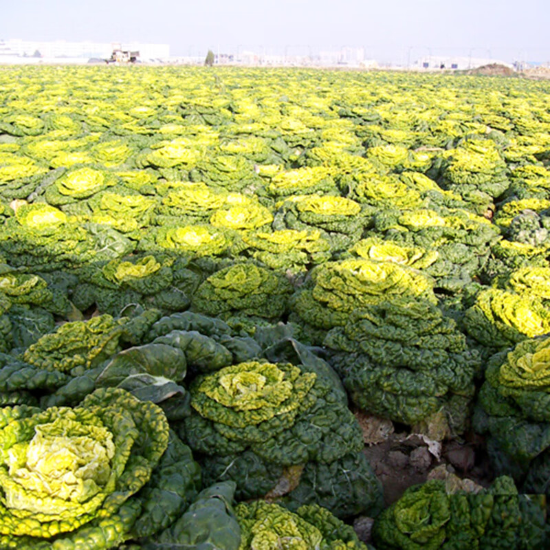 黄心乌菜种籽秋季耐寒黄心菜种子正宗淮南黄心乌塌菜菊花心菜籽种