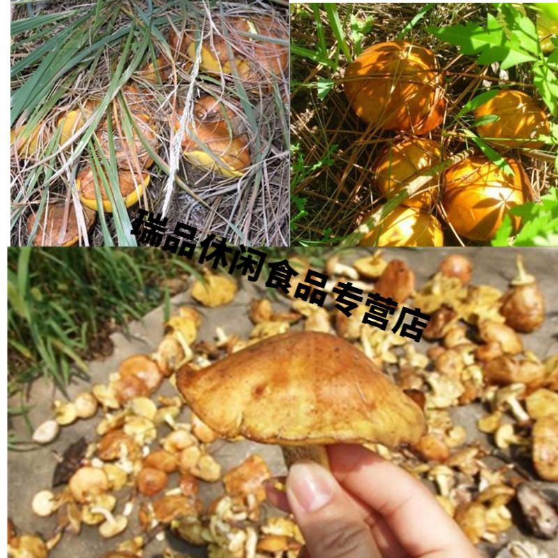 山东新鲜松菇干货泰山菇蛾子松蛾子山娥子松蘑菇一斤