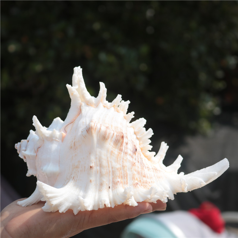 天然大海螺贝壳白千手螺家居摆件鱼缸造景水族箱装饰大贝壳海螺壳 长