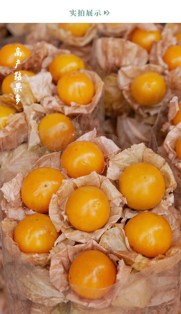 姑娘果种子新鲜水果灯笼果种籽 寿禾洋姑娘果种子 100粒【图片 价格