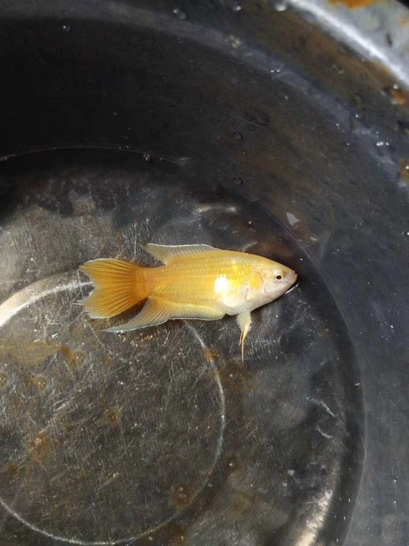 族萃中国斗鱼黄金鱼不用打氧耐活观赏小鱼好养冷水淡水鱼苗免加温繁殖