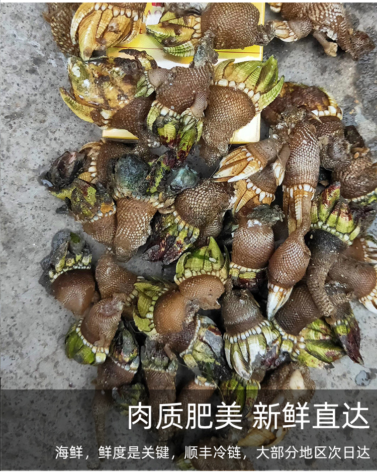 海鲜佛手螺鲜活大特大鹅颈藤壶狗爪螺海鸡脚螺龟足贝鸡爪螺2斤小