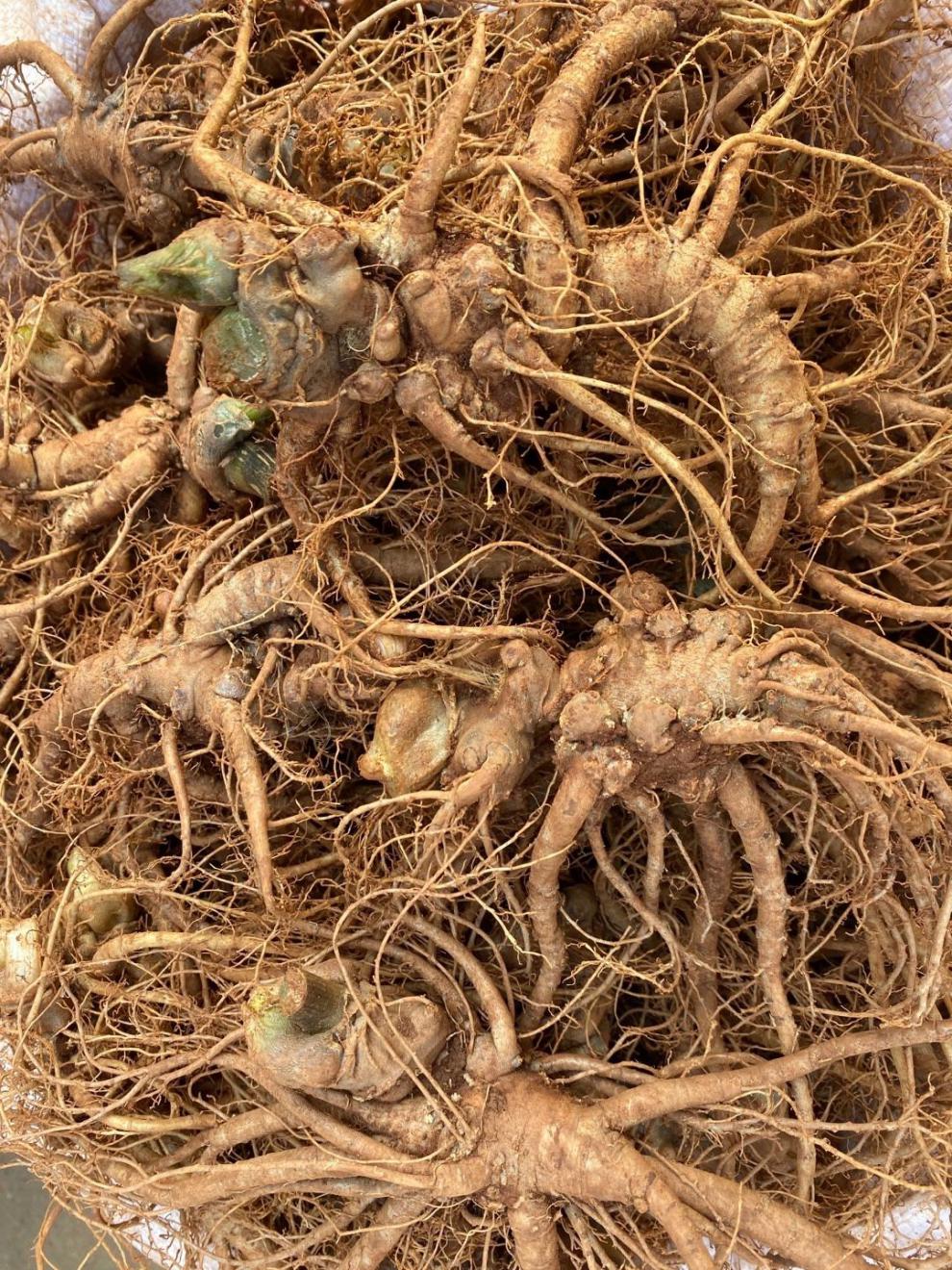 新鲜三七鲜田七500g云南文山特级三七头煲汤料泡酒料多规格新鲜三七15