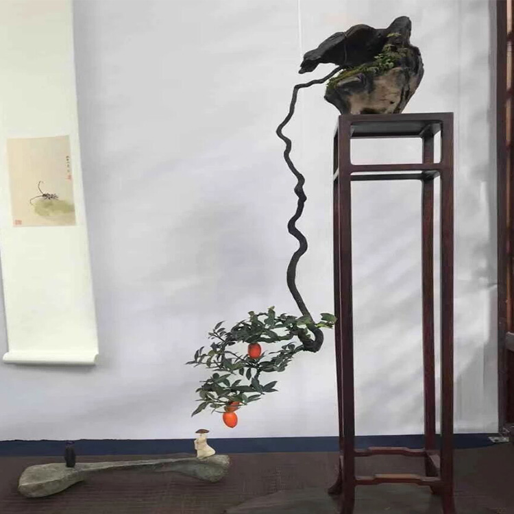 金弹子树桩 金弹子盆景 金弹子熟桩 树桩盆景 黑塔子金弹子熟桩 直播