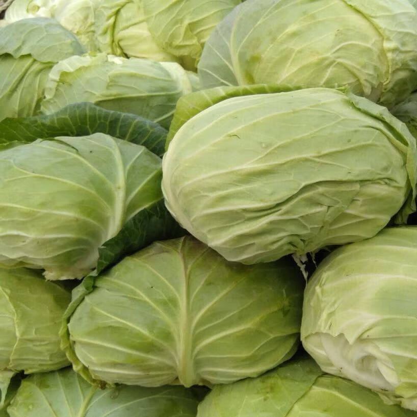 现摘包菜当季包心菜农家蔬菜莲花白绿包菜新鲜8斤9斤精选不带老叶
