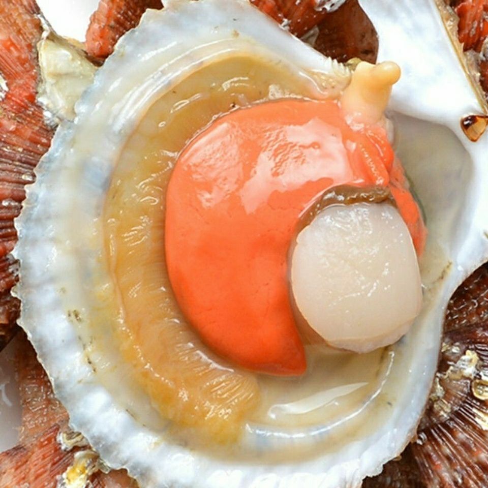 扇贝鲜活带壳夏威夷贝大港湾贝特大扇贝新鲜蒜蓉粉丝扇贝肉 五斤大号(