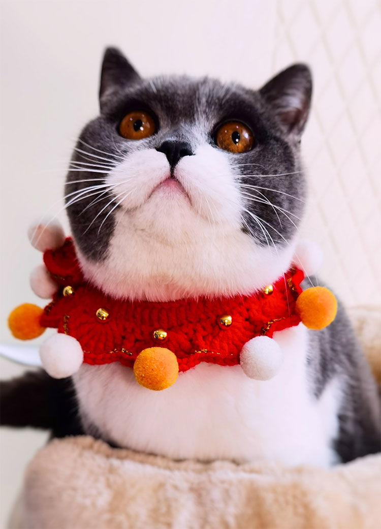 猫咪新年项圈蓝猫英短布偶猫围脖手工针织可爱饰品脖圈猫毛线项圈 系