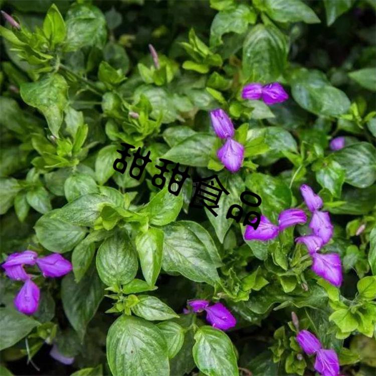 广西特产五色糯米饭500克紫蓝草广西特产五色糯米饭紫色植物染料五彩