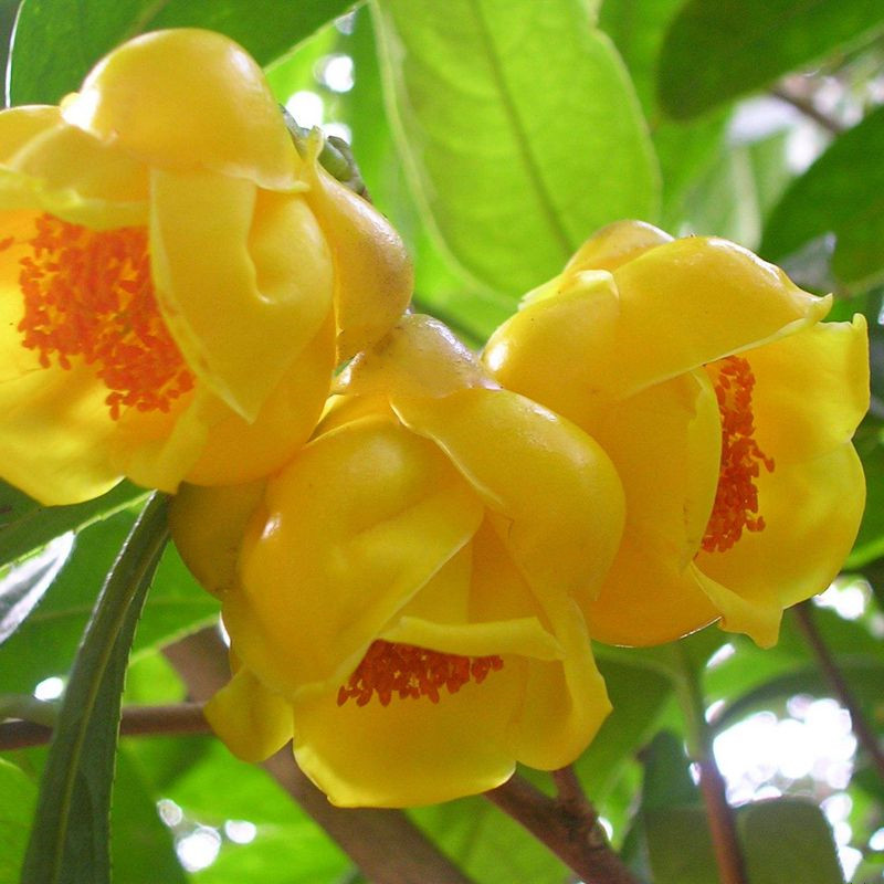 黄抱茎黄樽金花茶金黄色名贵木本花卉阳台庭院绿植 防城金花茶十五年