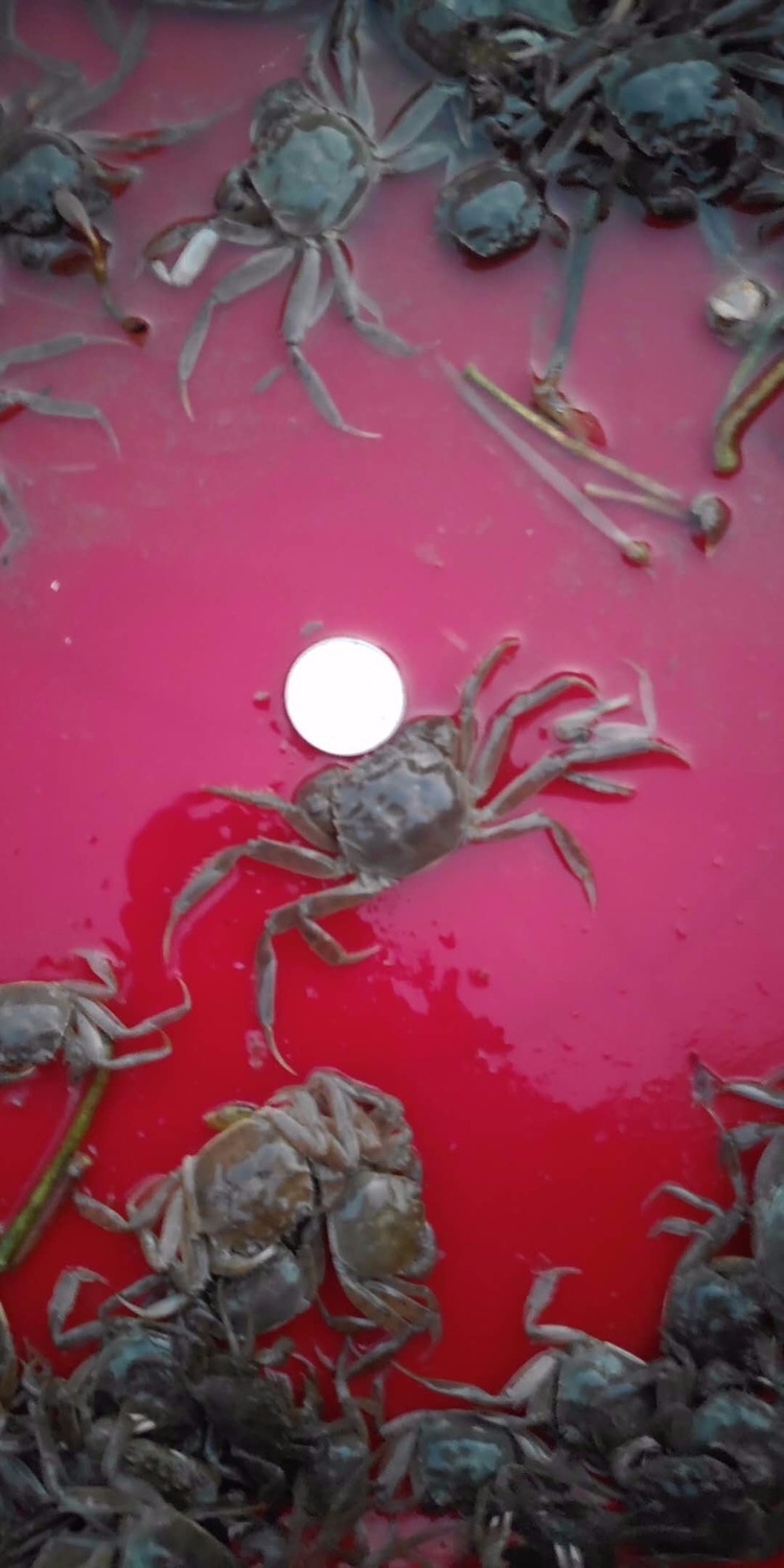 荣郁 大闸蟹苗幼蟹鲜活蟹苗淡水苗扣苗螃蟹苗现货毛蟹苗河蟹苗一斤装