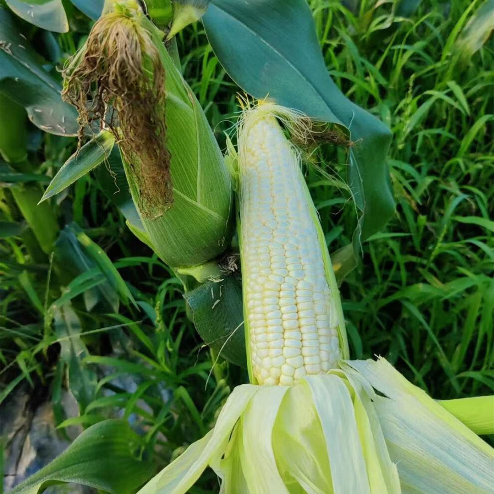 花客悦 【顺丰】928小甜糯玉米海南新鲜好吃蒸煮现摘新鲜玉米甜嫩 10