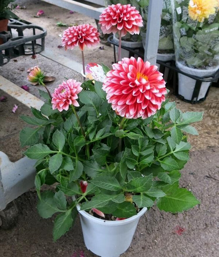 进口大丽花种球地瓜花菊重瓣根块庭院阳台花卉盆栽地栽多年生植物混合