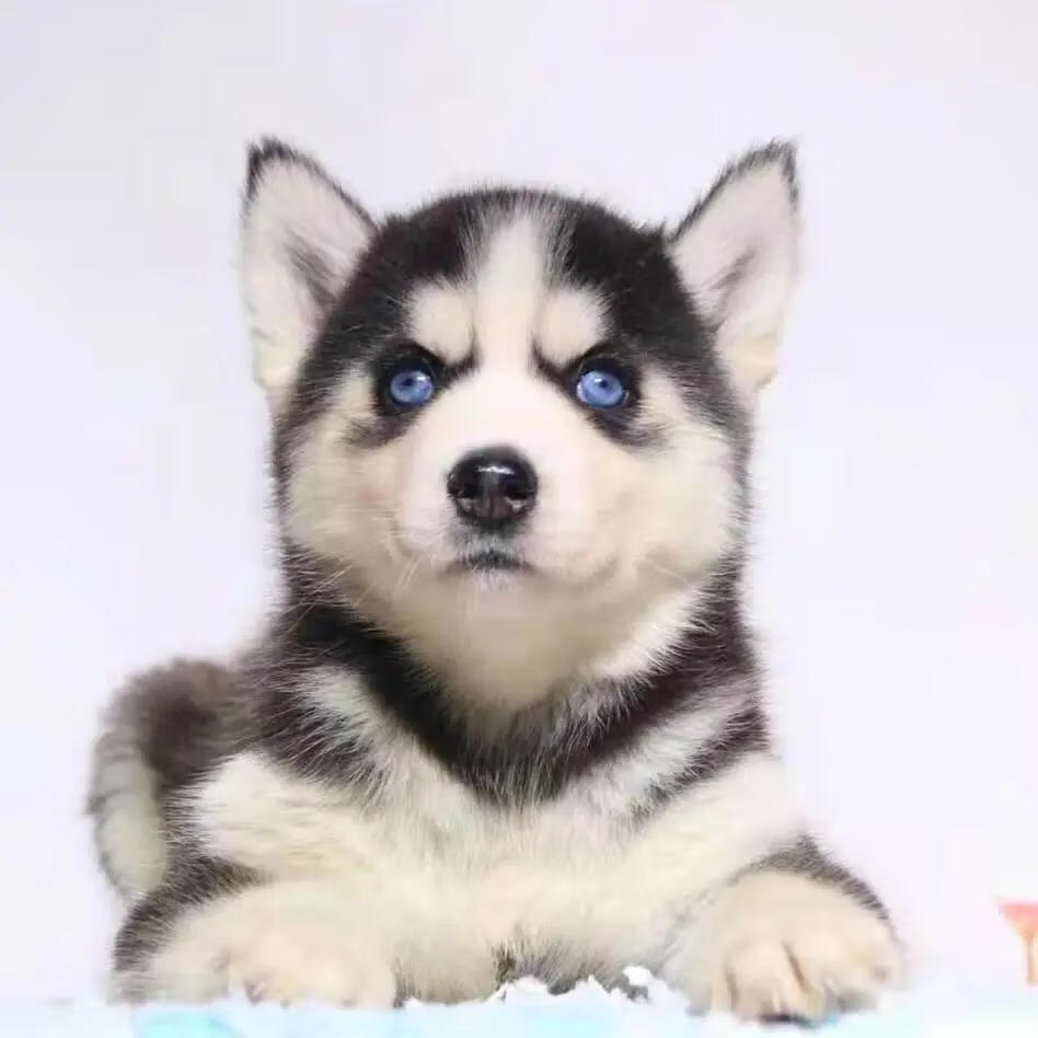 普通品相(二次疫苗)非纯种 哈士奇二代公已接种疫苗【图片 价格 品牌