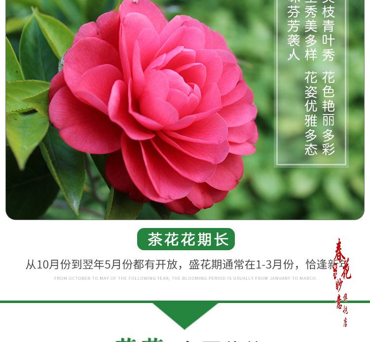 四季茶花盆栽带花苞室内山茶花卉盆栽茶花树苗5年香妃茶花开粉色花不