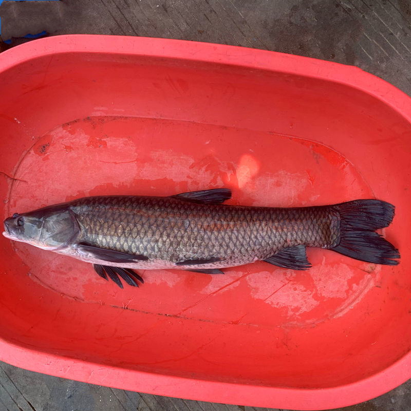 青鱼鲜活现杀螺蛳青乌青鱼螺丝青鱼淡水鲜活草鱼活体现杀15斤左右整条