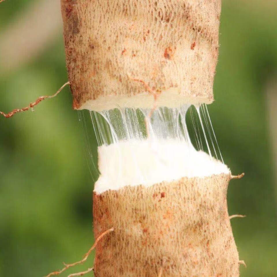 采缇 新鲜软糯云南灵芝山药蔬菜大根山药紫秤砣麻山药 4500g【图片 价