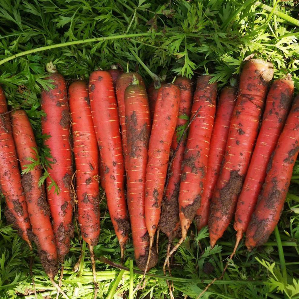 新鲜沙地【现挖现发】胡萝卜生吃当季鲜红萝卜农家自种蔬菜红萝卜