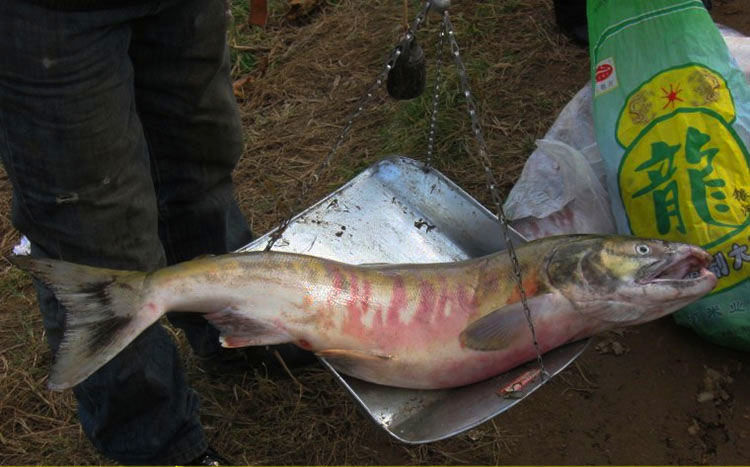 每日原浆大马哈鱼黑龙江特产新鲜速冻马哈东北整条冷冻大鱼淡水鱼 5斤