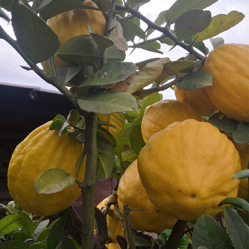 青樱红荔云南香橼圆果新鲜佛手果农家特产鲜果枸橼供果泡水现摘现发28