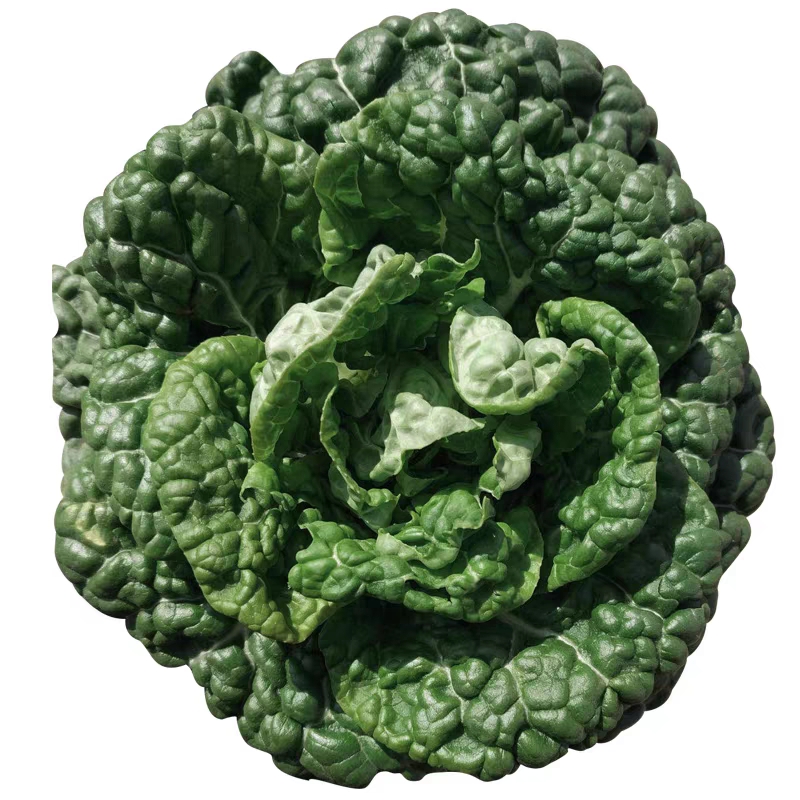 信研墨冠黑心乌种子耐寒乌塌菜种子籽黑白菜秋冬黑菜蔬菜种子籽孑 20