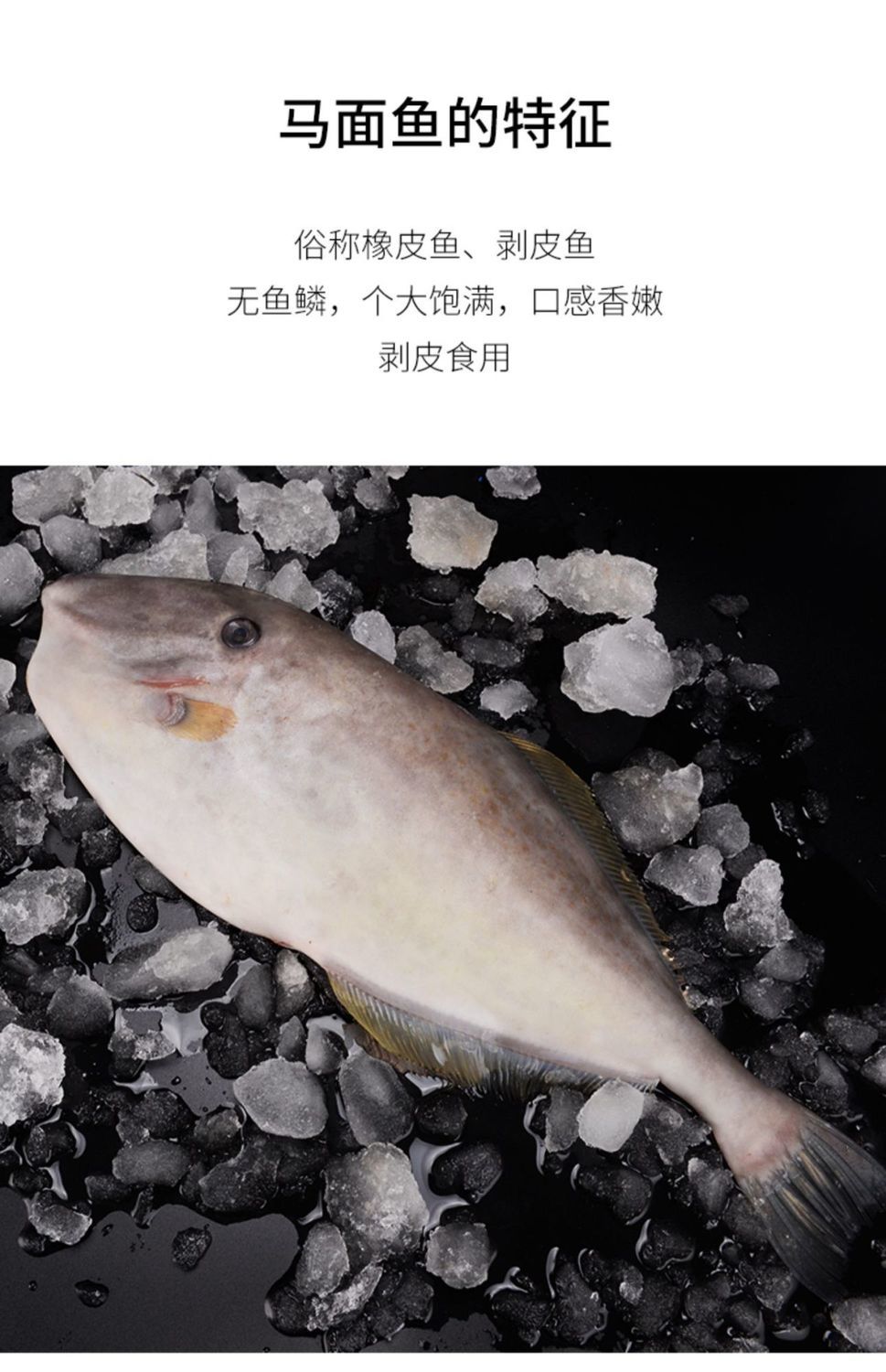 东海新鲜马面鱼剥皮鱼扒皮鱼耗儿鱼剔皮鱼皮匠鱼面包鱼烧烧角 新鲜