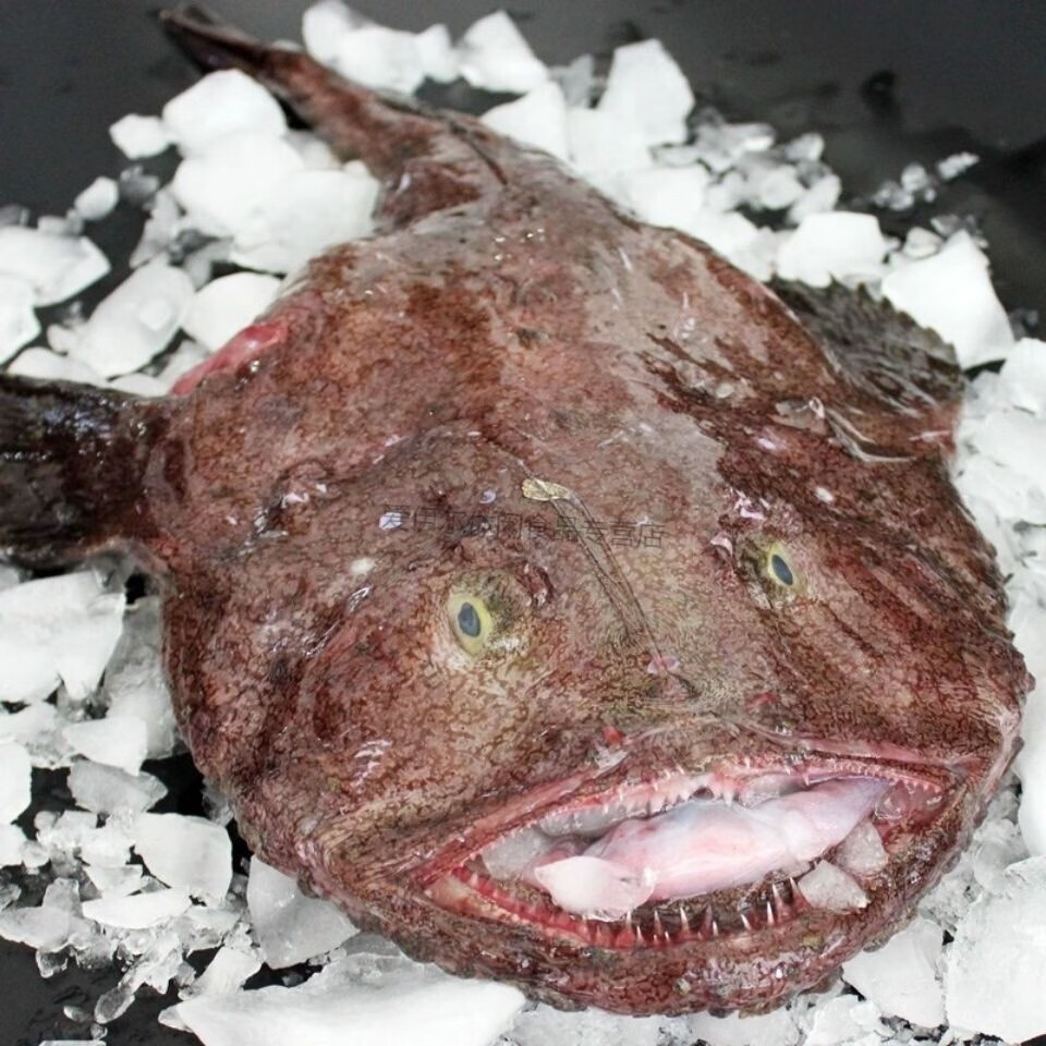 【自家渔船捕捞】鮟鱇鱼新鲜冷冻海鱼鱼蛤蟆鱼【多规格品种】 鮟鱇鱼3