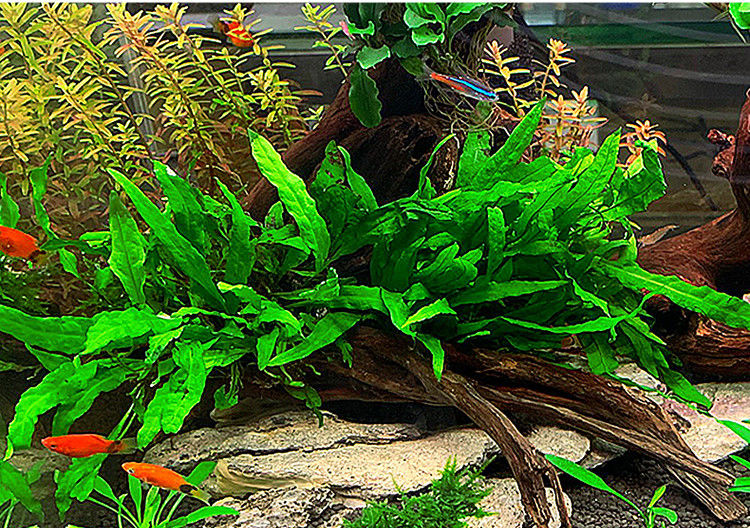 细叶铁铁皇冠陀草沉木热带鱼草缸造景懒人真水草植物入门级淡水 铁皇