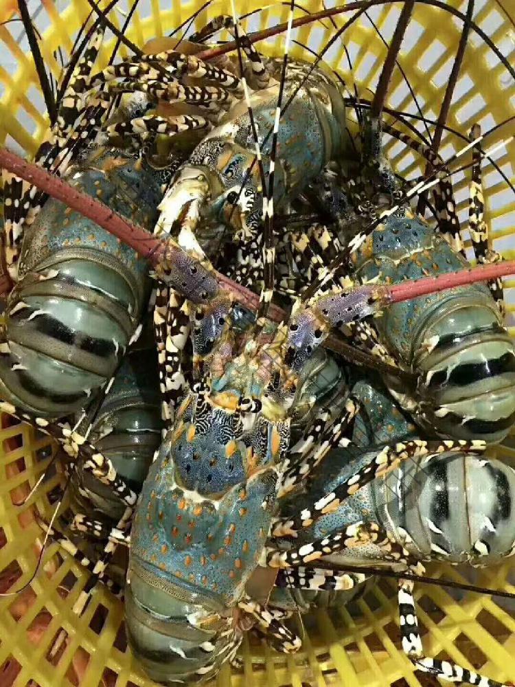 大青龙虾鲜活冷冻澳洲龙虾锦绣大花龙虾奥龙虾大红龙虾东山岛海鲜4斤