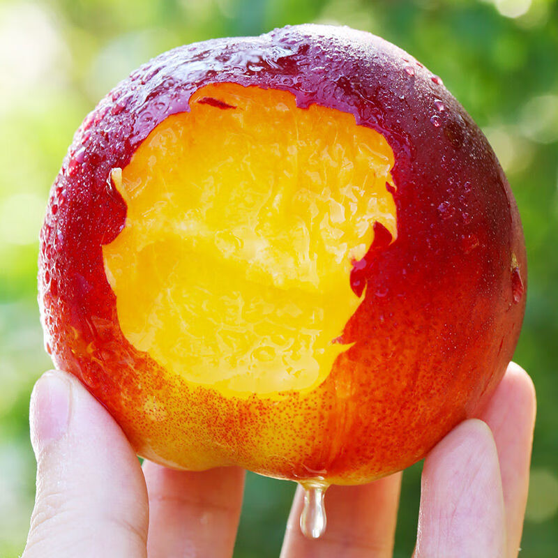 【京鲜配送】大连黄心油桃 当季现摘现发 新鲜孕妇水果 脆甜麻点桃子