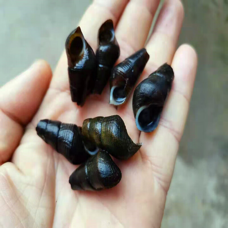 李家亭 广西新鲜山坑螺 3斤装 广西新鲜山坑螺鲜活清甜爽脆坑螺河螺溪