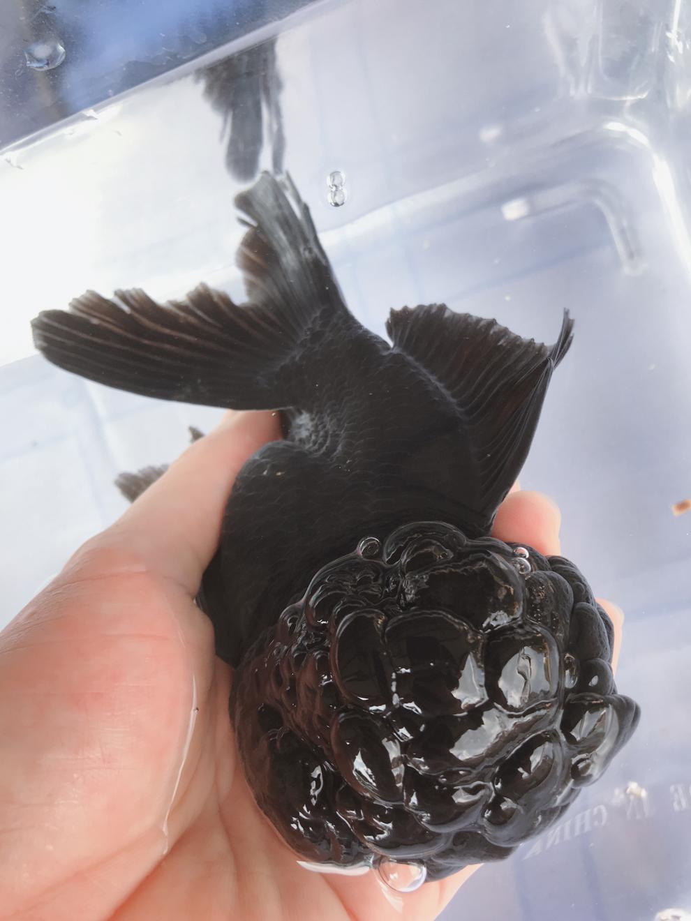 族萃红/黑狮子头金鱼观赏鱼国粹萌萌大脑袋狮子头金鱼进宝 2条黑狮头