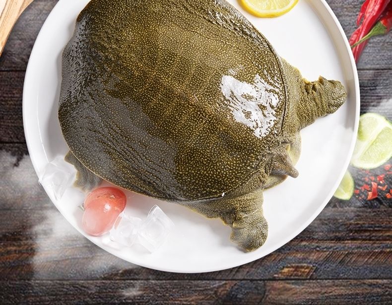 8斤野外黄河甲鱼【图片 价格 品牌 报价】-京东