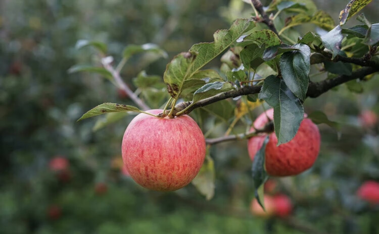 云南蒙自西北勒丑苹果半野生冰糖心嘎拉苹果小苹果 5斤 60mm(含)-65mm