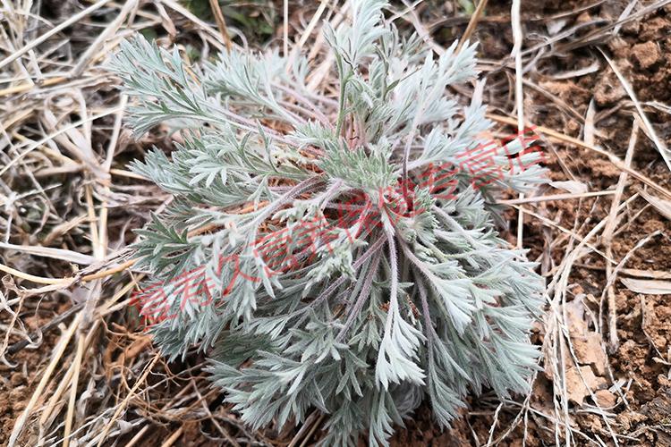 21年新货野生茵陈草整颗干品中药原材料500g白蒿新鲜晒干绵茵陈可泡茶