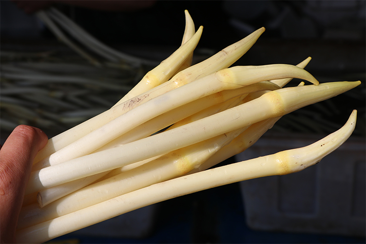 余胖子湖北特产洪湖新鲜藕带藕尖新鲜现挖莲藕 1500g【图片 价格 品牌