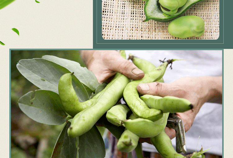 豆农家胡豆高产大荚福豆大田四季播种籽 黄蚕豆【简装10公斤】【图片