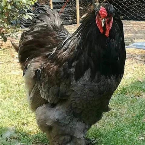 荣郁婆罗门鸡成年波罗门鸡小鸡活体苗脱温鸡新品阿梅丽娜杂交婆罗门巨
