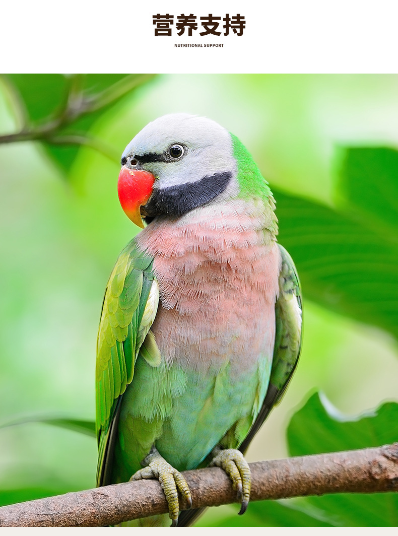 鹦鹉滋养丸详情页_07.jpg