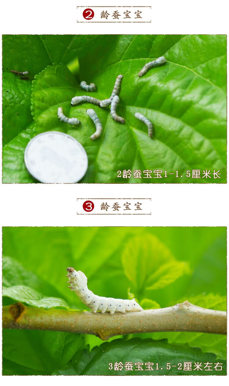 蚕宝宝活体套装巨型学生养蚕蚕卵幼蚕大蚕金丝彩色七彩带新鲜桑叶虎雀