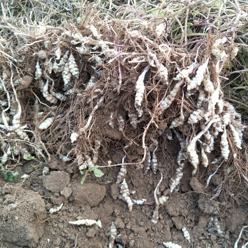 螺丝菜新鲜宝塔菜地环10斤甘露草石蚕地牯牛葫芦种子蔬菜酱泡腌咸500g